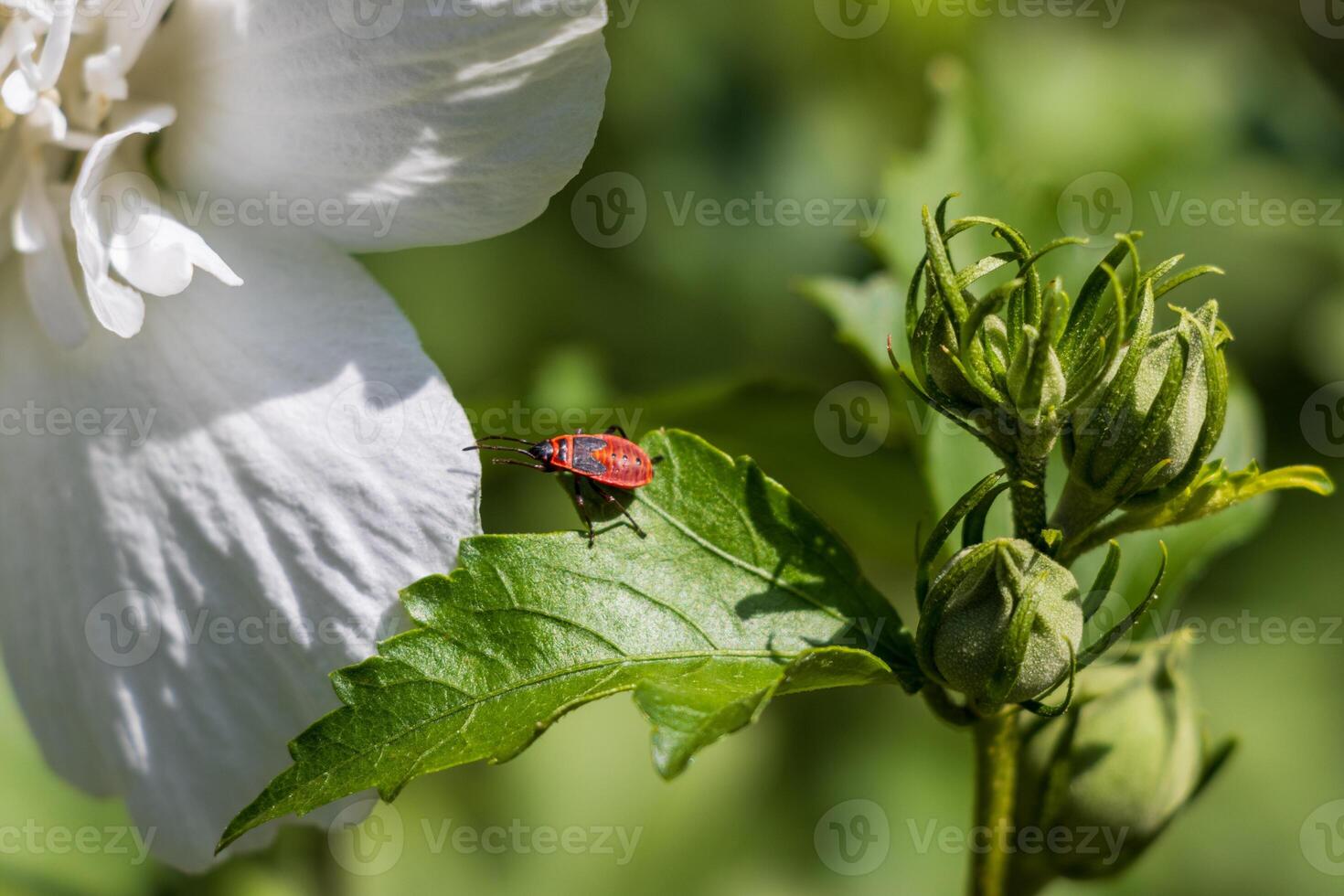 A ladybug on a white flower photo