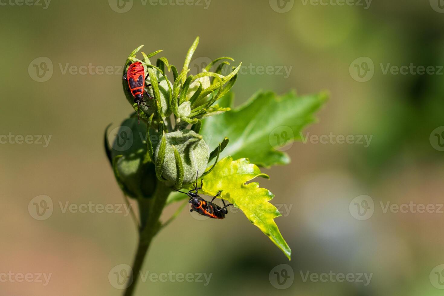 Two red and black bugs on a green leaf photo