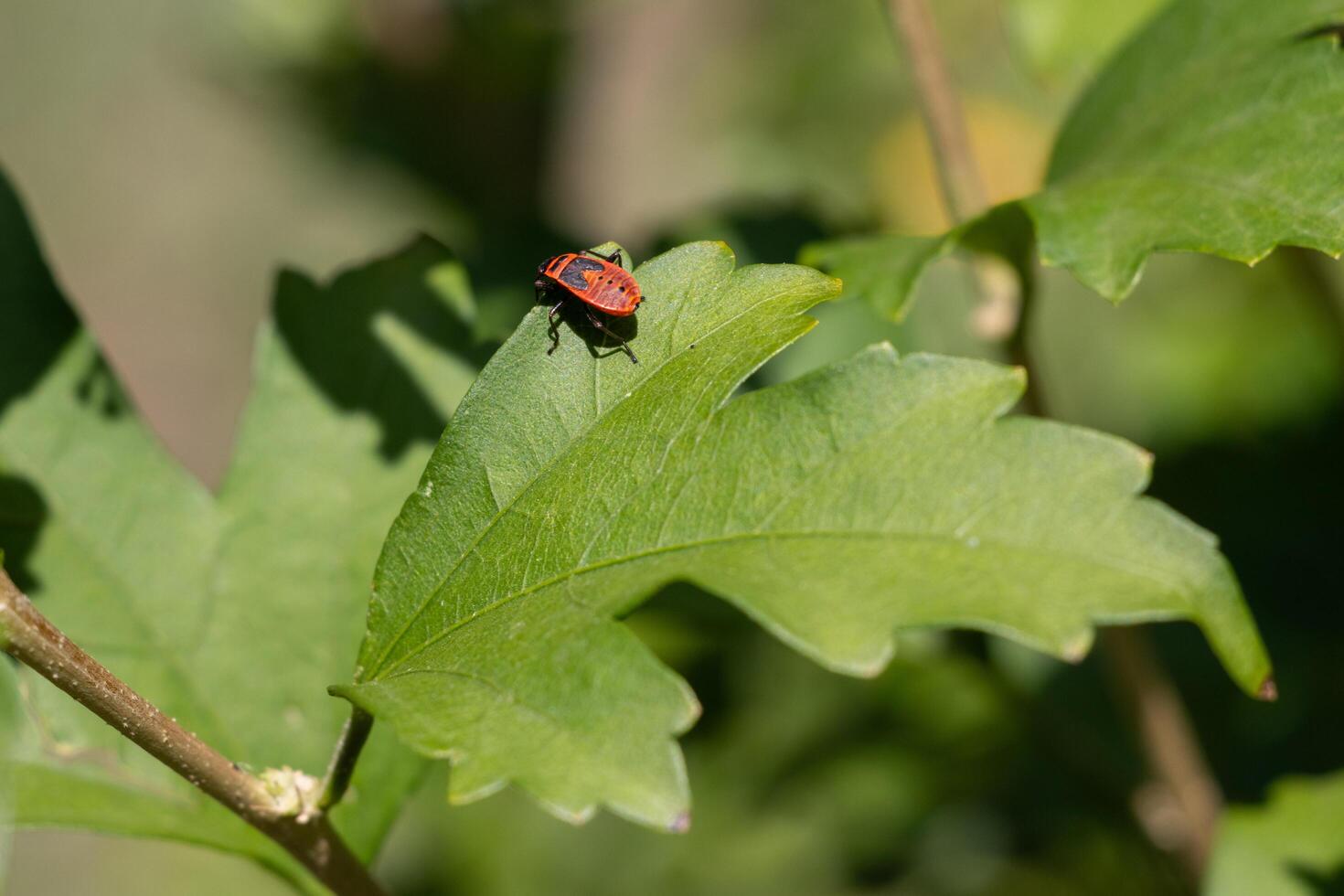 A red bug on a leaf photo