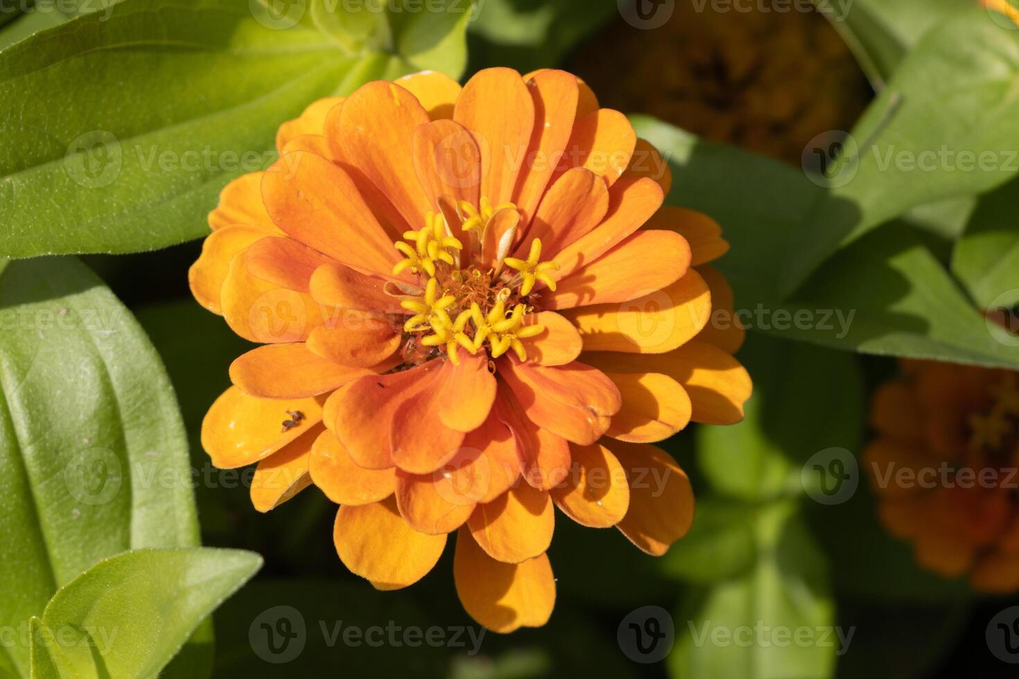 A close up of a flower with a yellow center photo