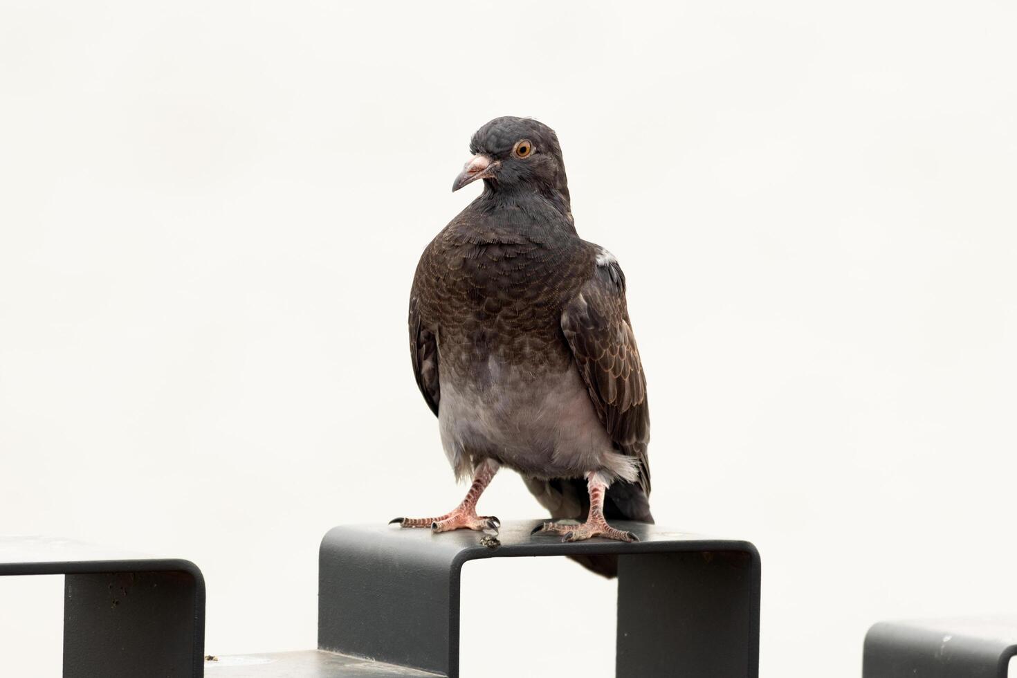 A pigeon is standing on a metal post photo
