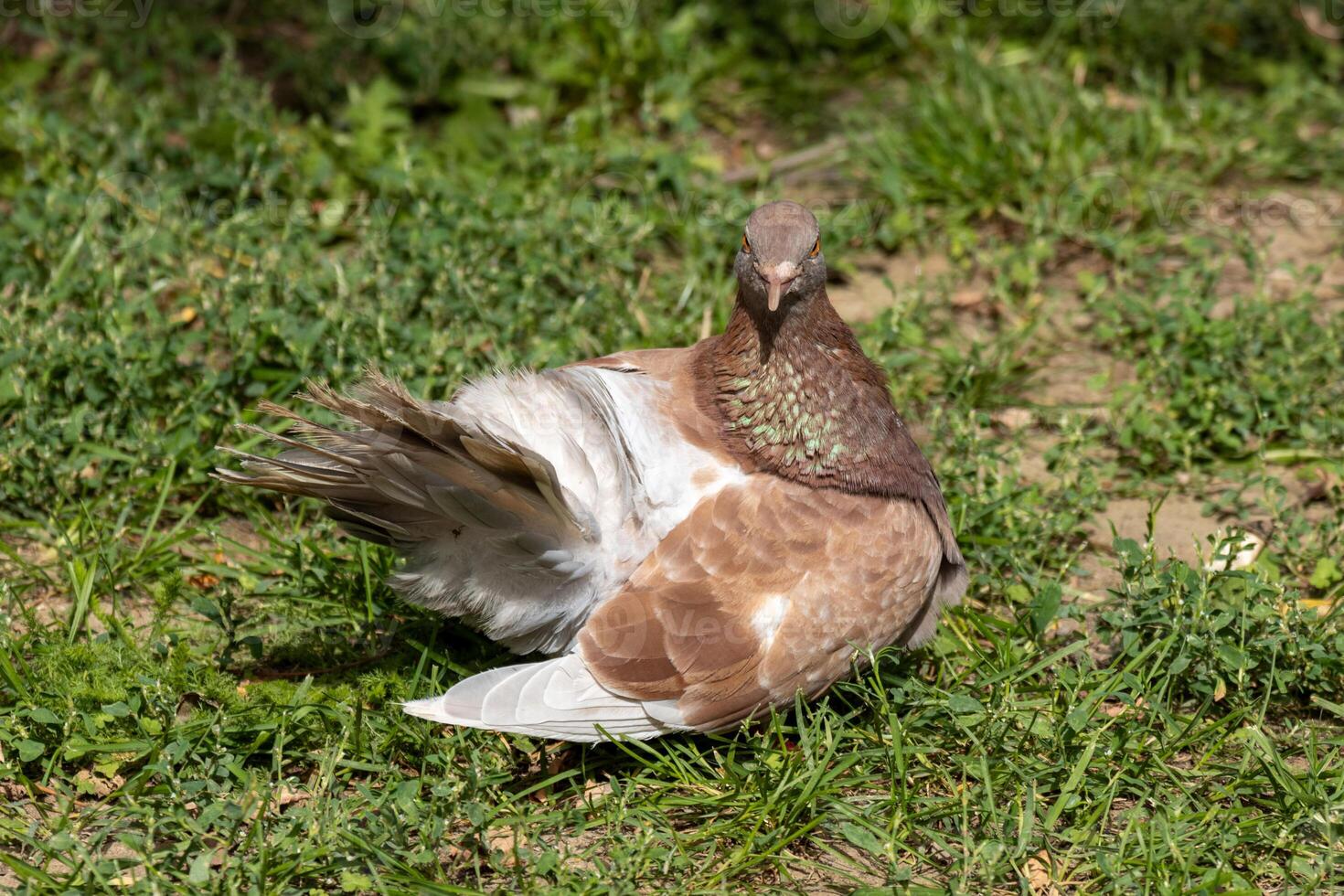 A bird sitting in the grass photo