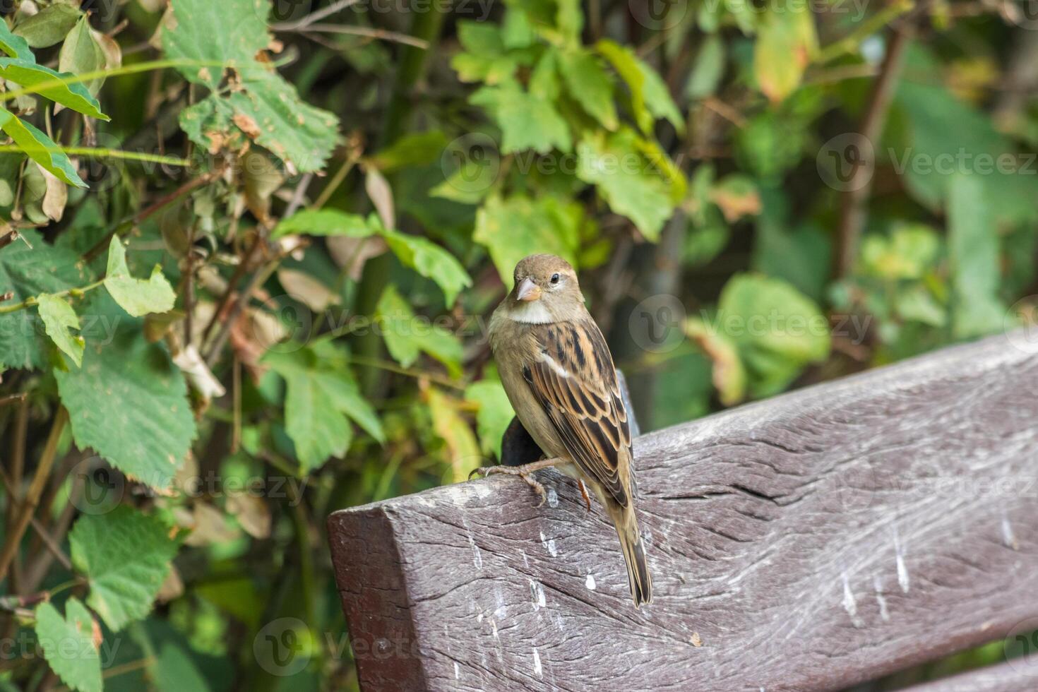 A small bird is sitting on a bench photo