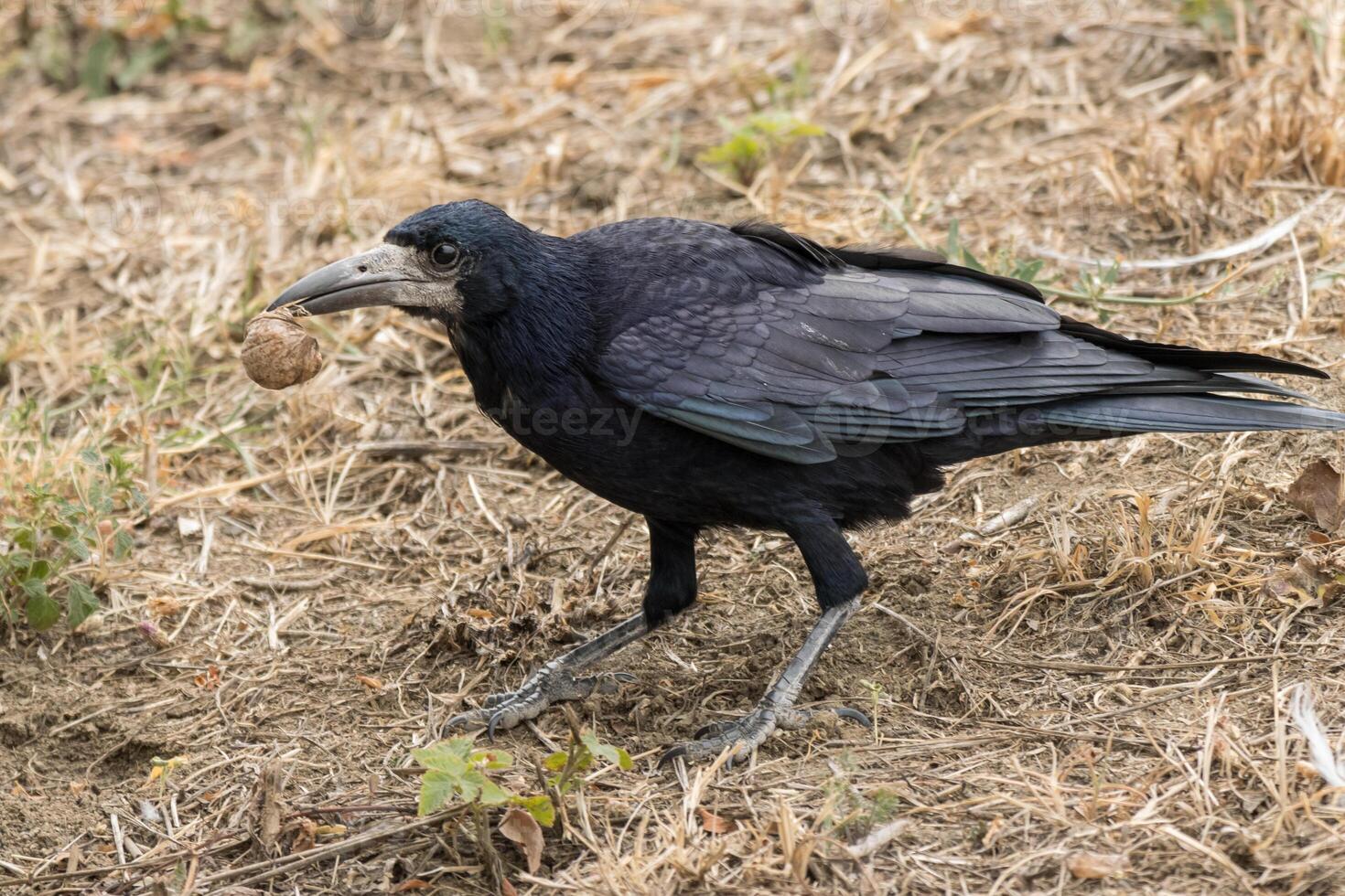 A black bird with a ball in its beak photo