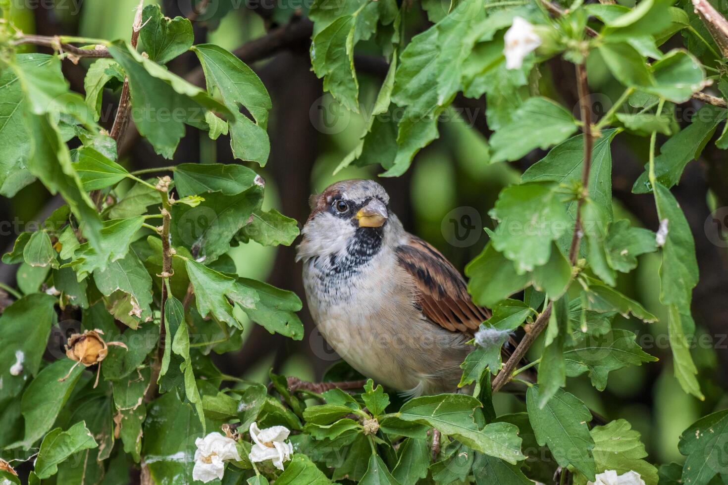 A bird is sitting on a branch with flowers photo