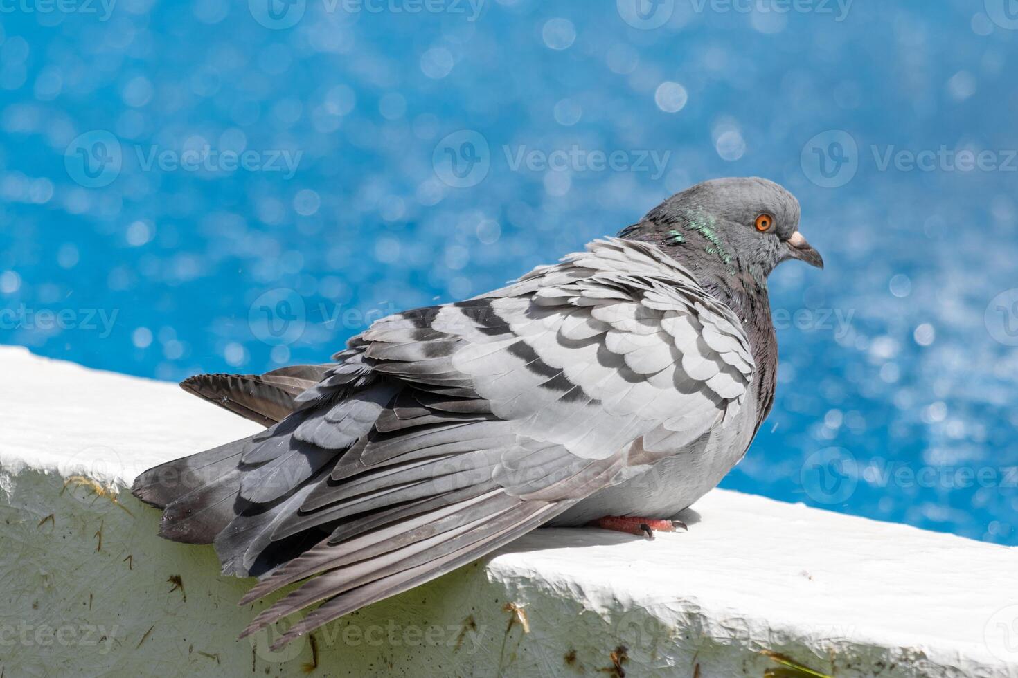 A pigeon sitting on a ledge with a blue sky photo