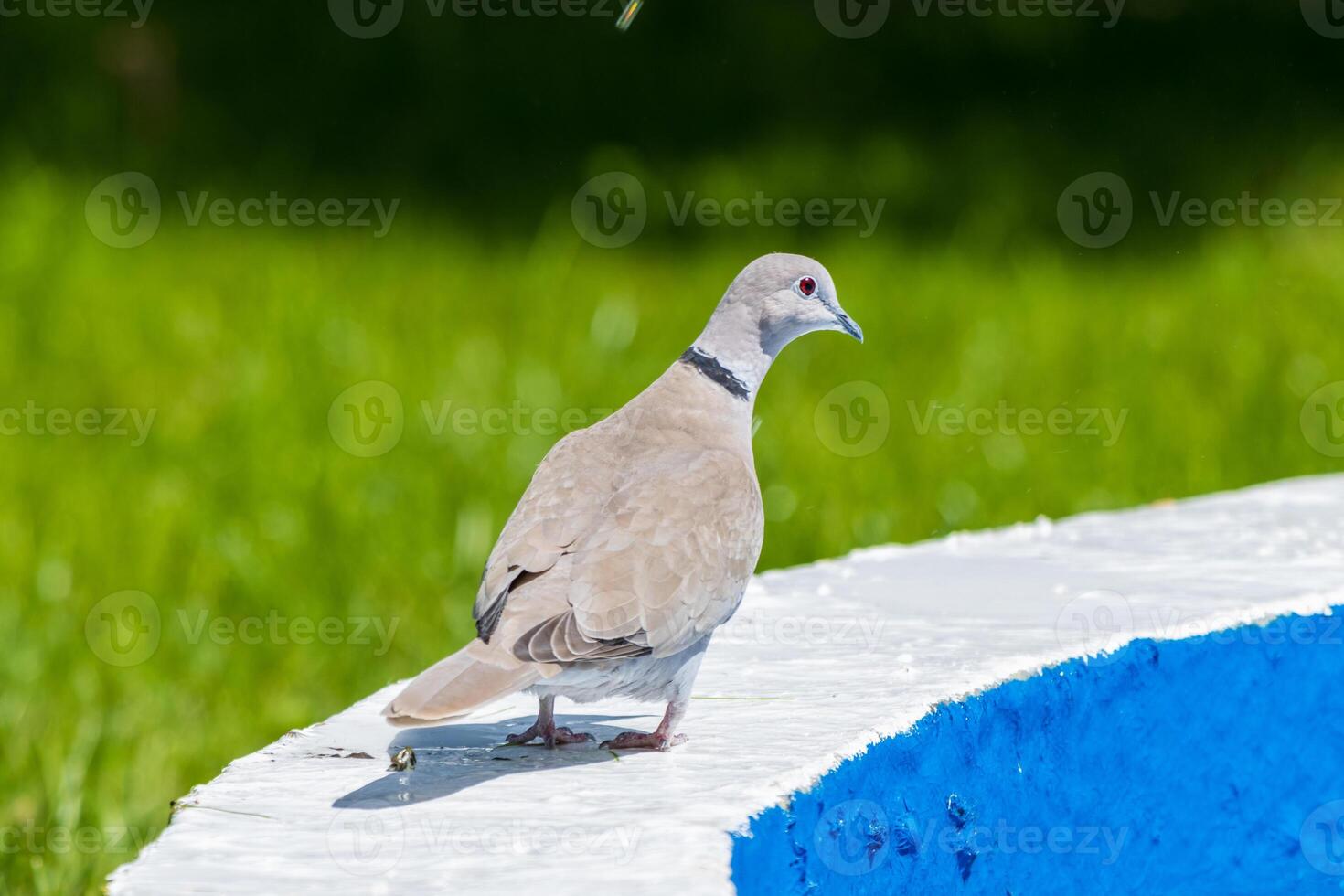 A bird is standing on a ledge photo