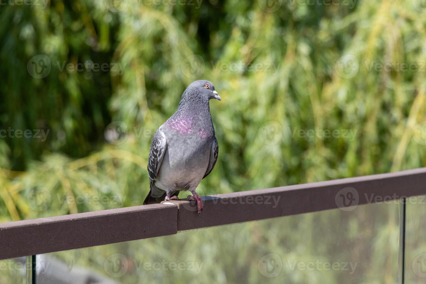 A pigeon is sitting on a railing with a green background photo