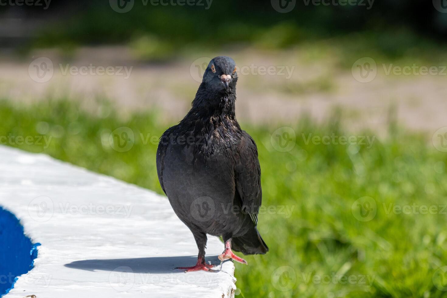 A pigeon standing on a ledge near a pool photo