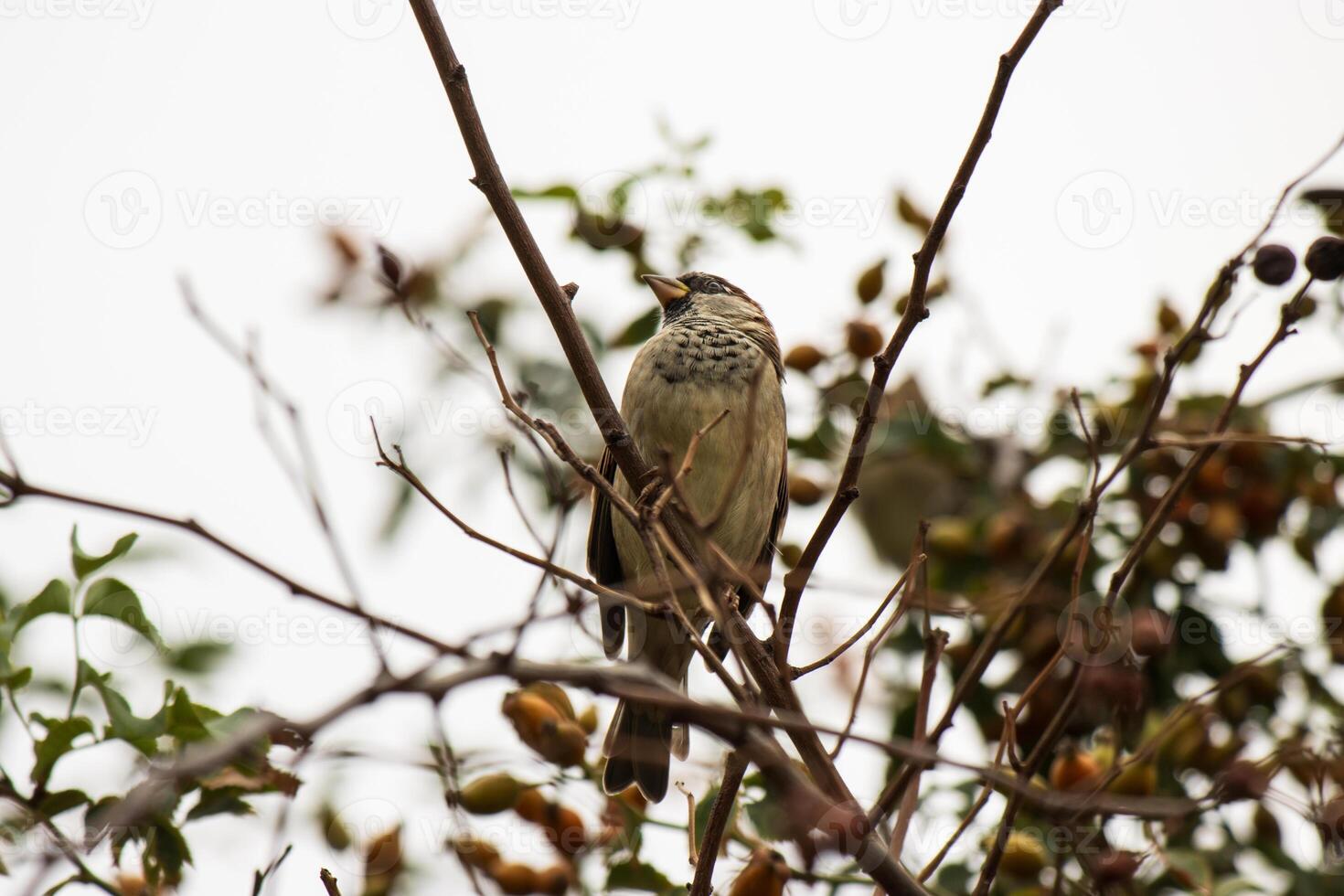 A bird sitting on a branch of a tree photo