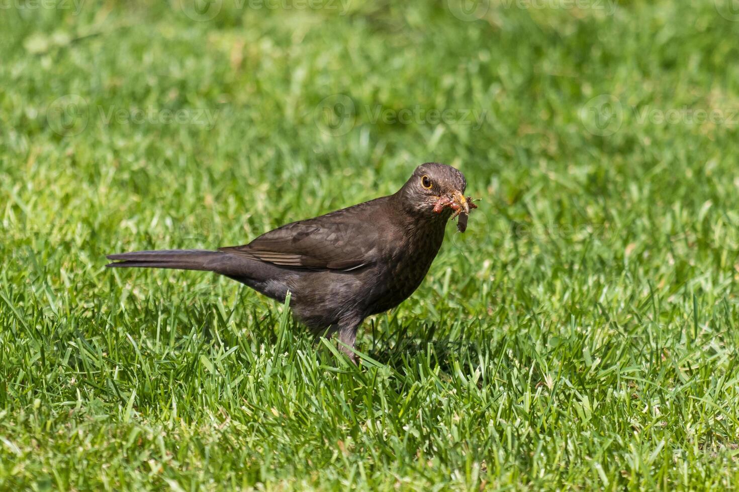 A small bird is standing in the grass photo