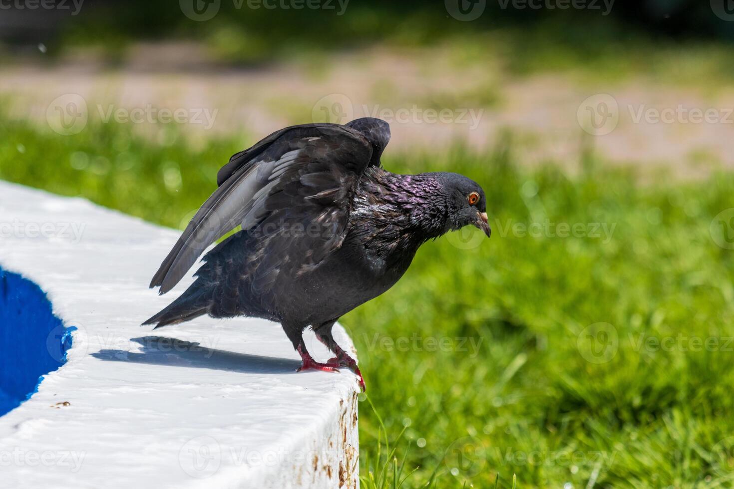 A bird is standing on a ledge photo