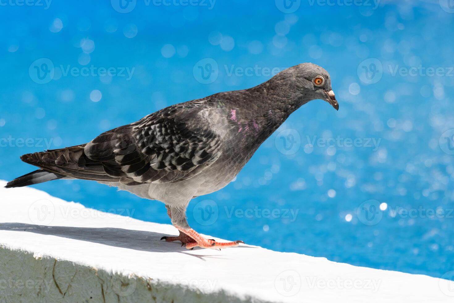 A pigeon standing on a ledge near a pool photo