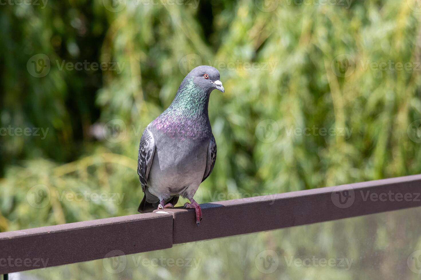 A pigeon is standing on a railing photo