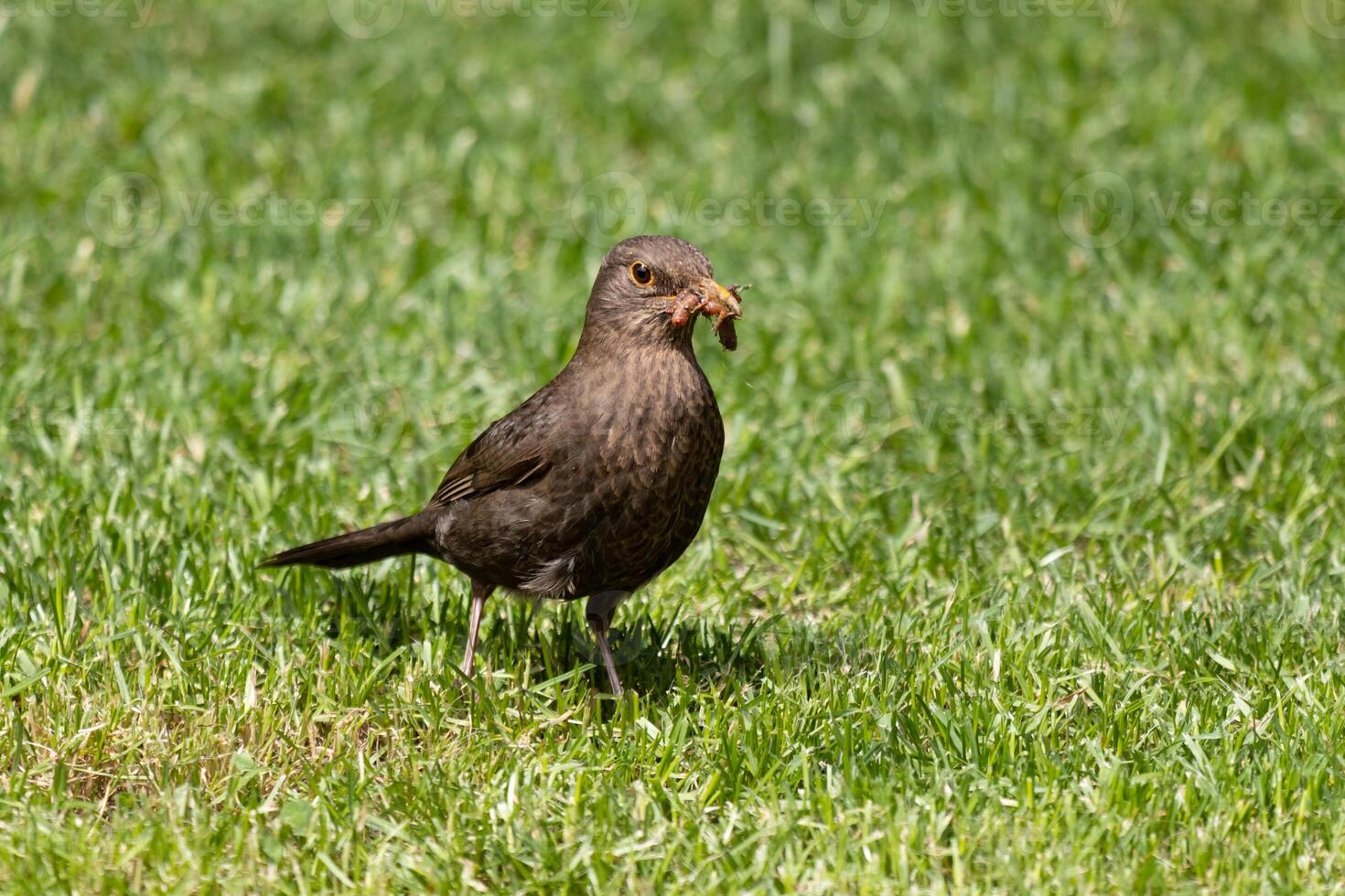 A bird standing in the grass with a piece of food in its mouth photo