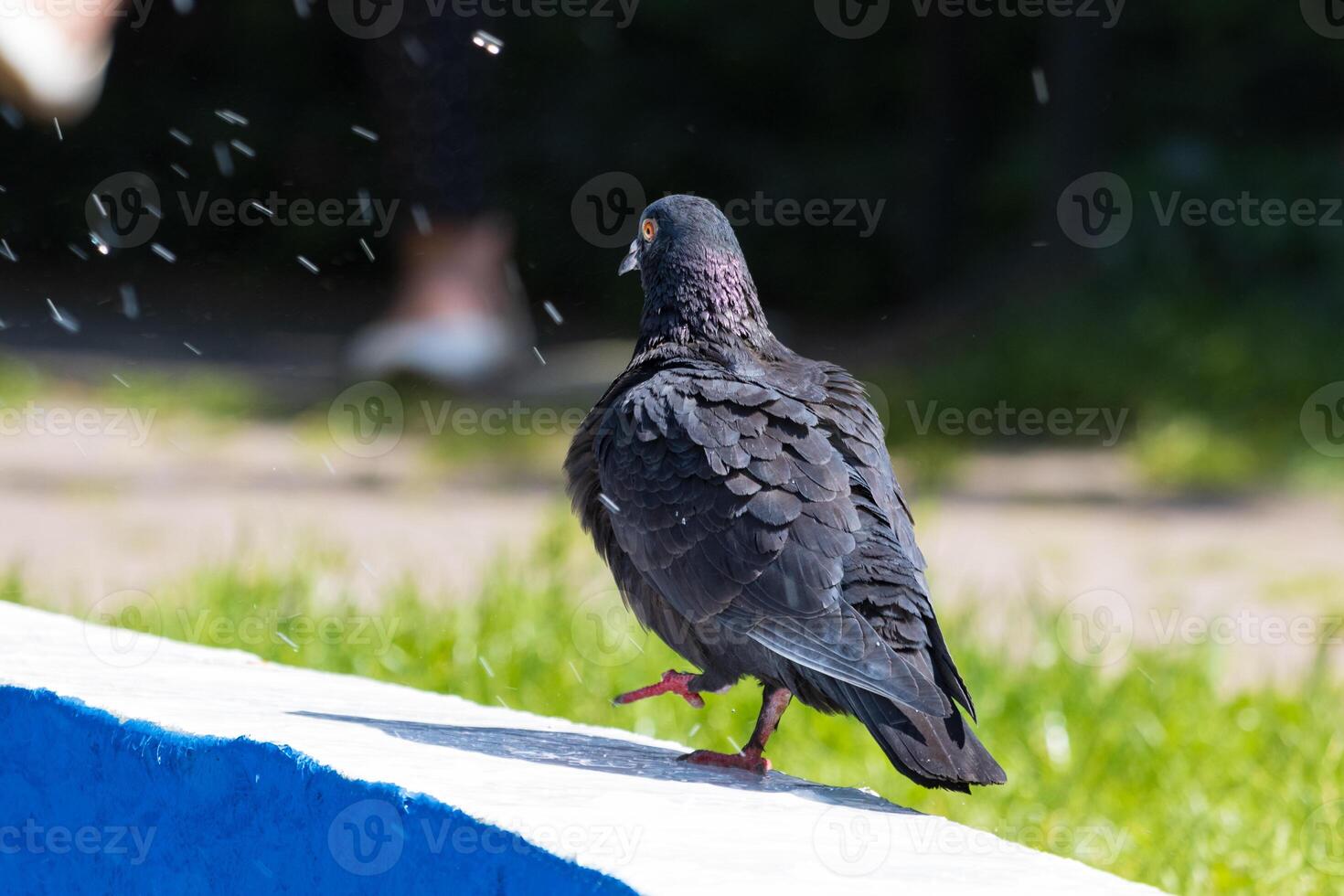 A bird is standing on a ledge photo