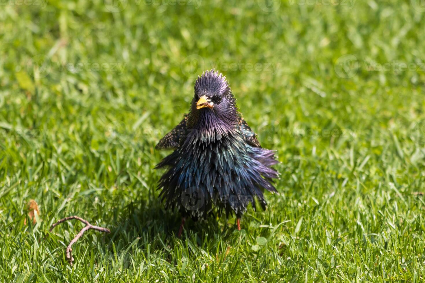 A bird with a colorful head standing in the grass photo