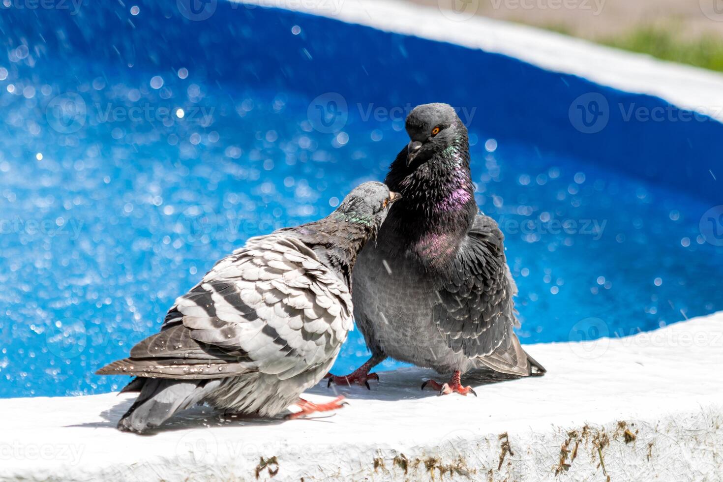 Two birds are standing on a ledge near a pool photo