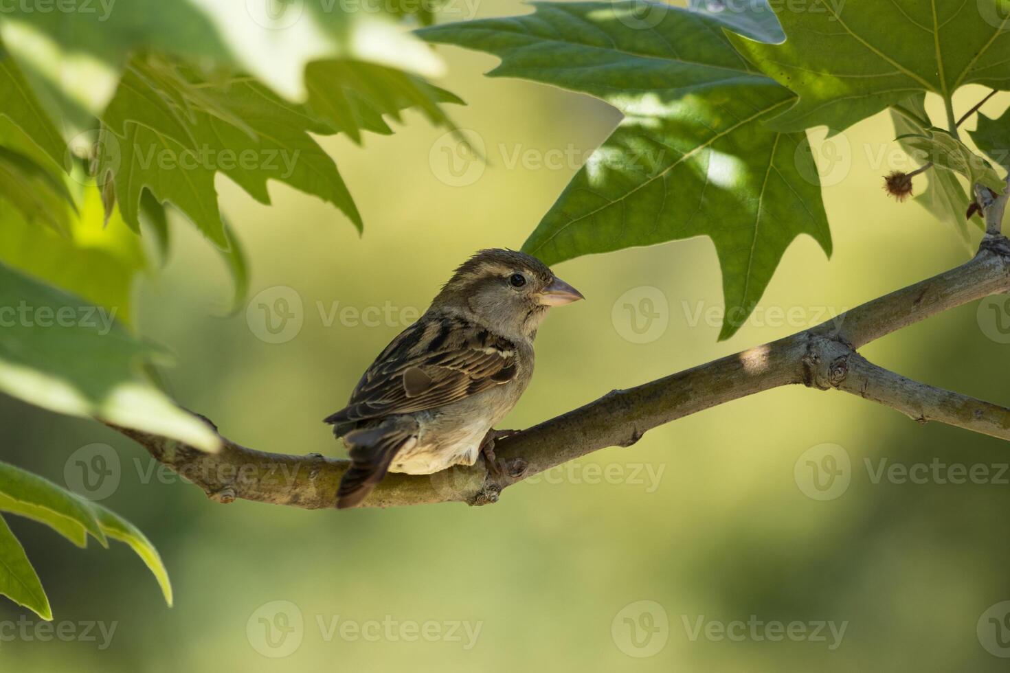 A small bird is sitting on a branch photo