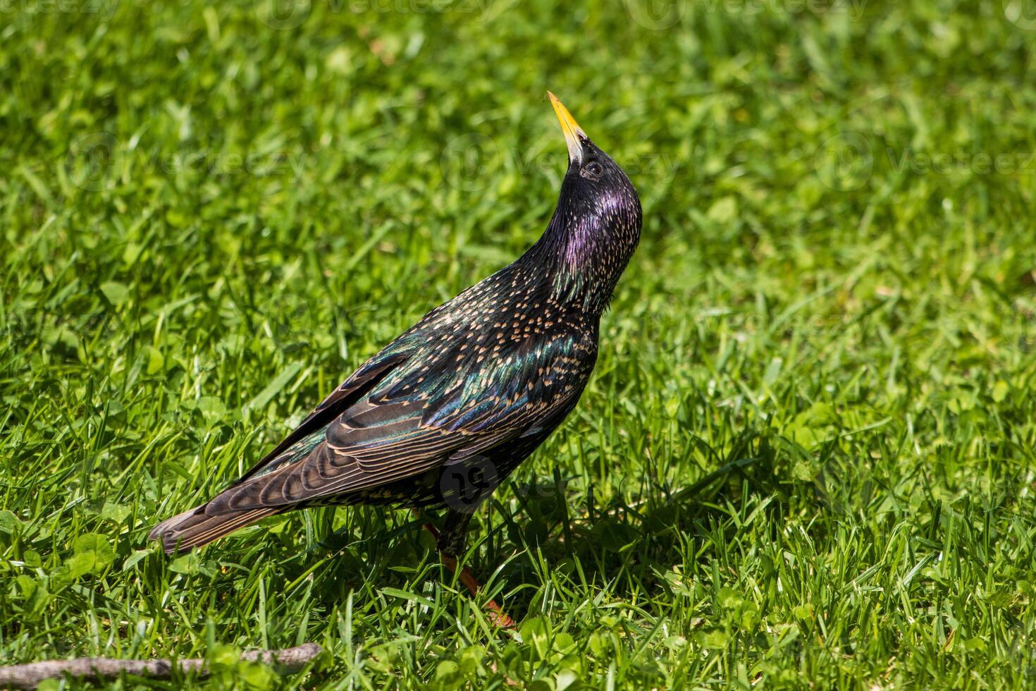 A bird standing on a grassy field with its beak open photo