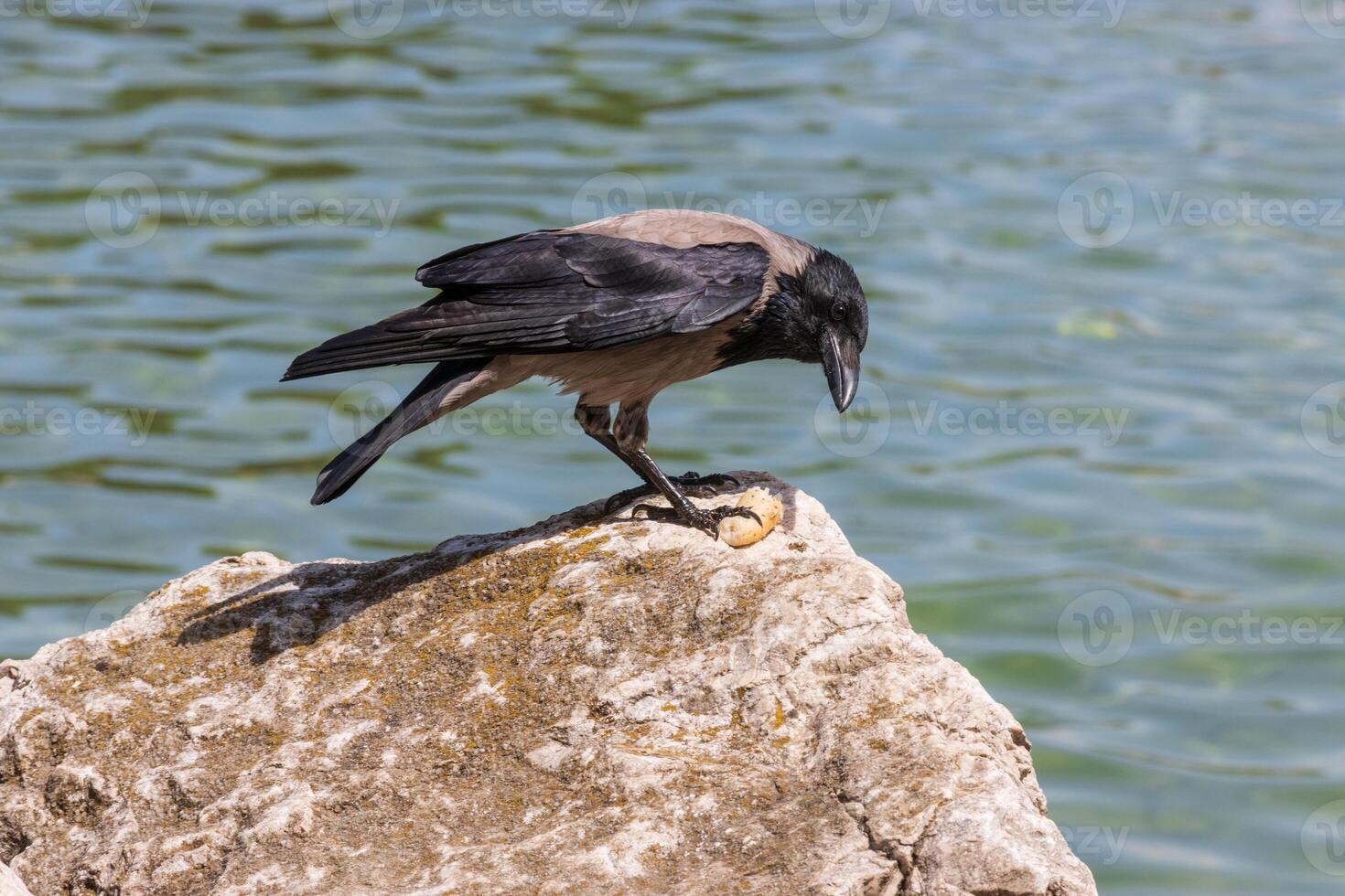 A black bird on a rock photo
