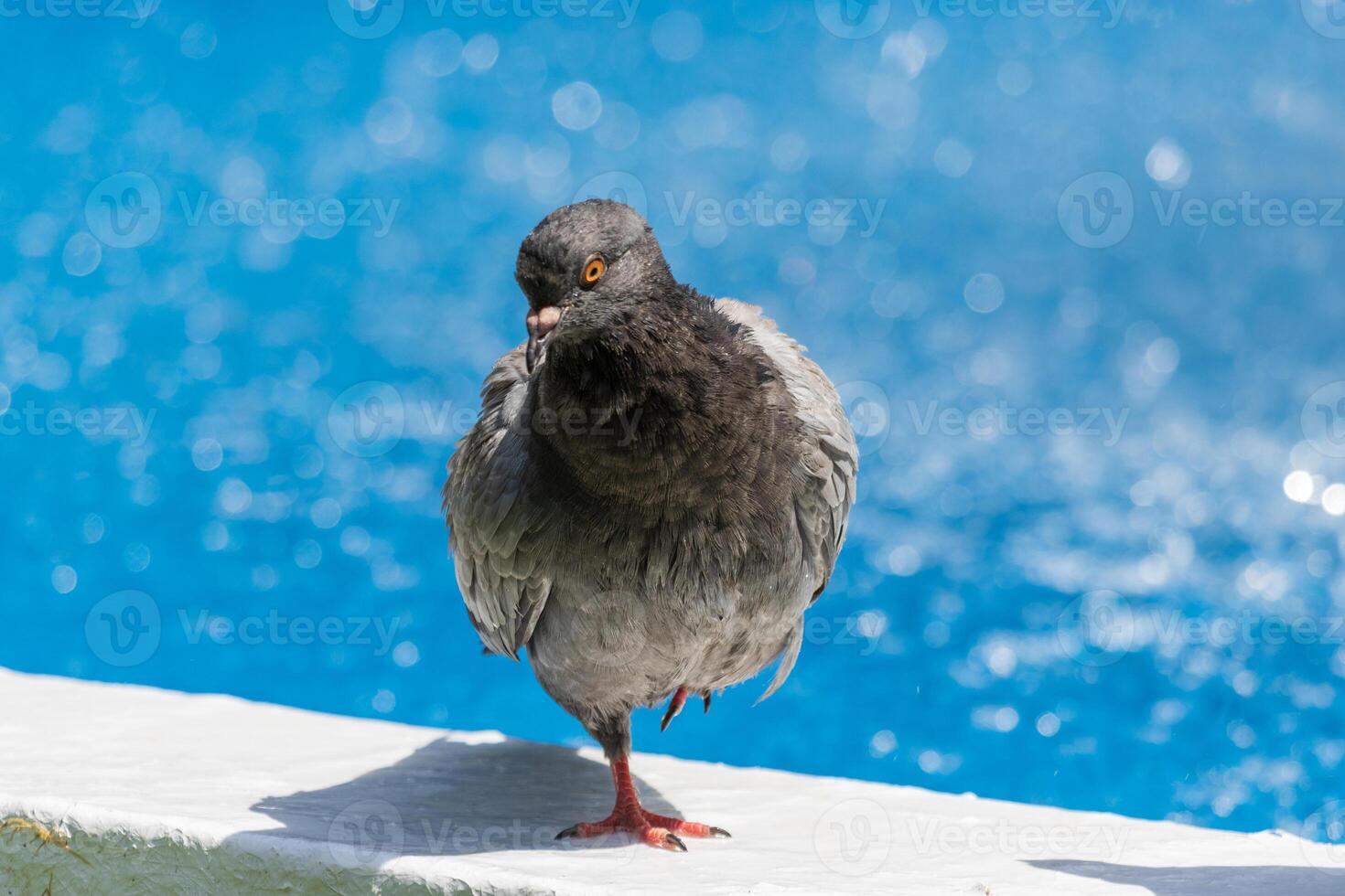 A bird standing on a ledge photo