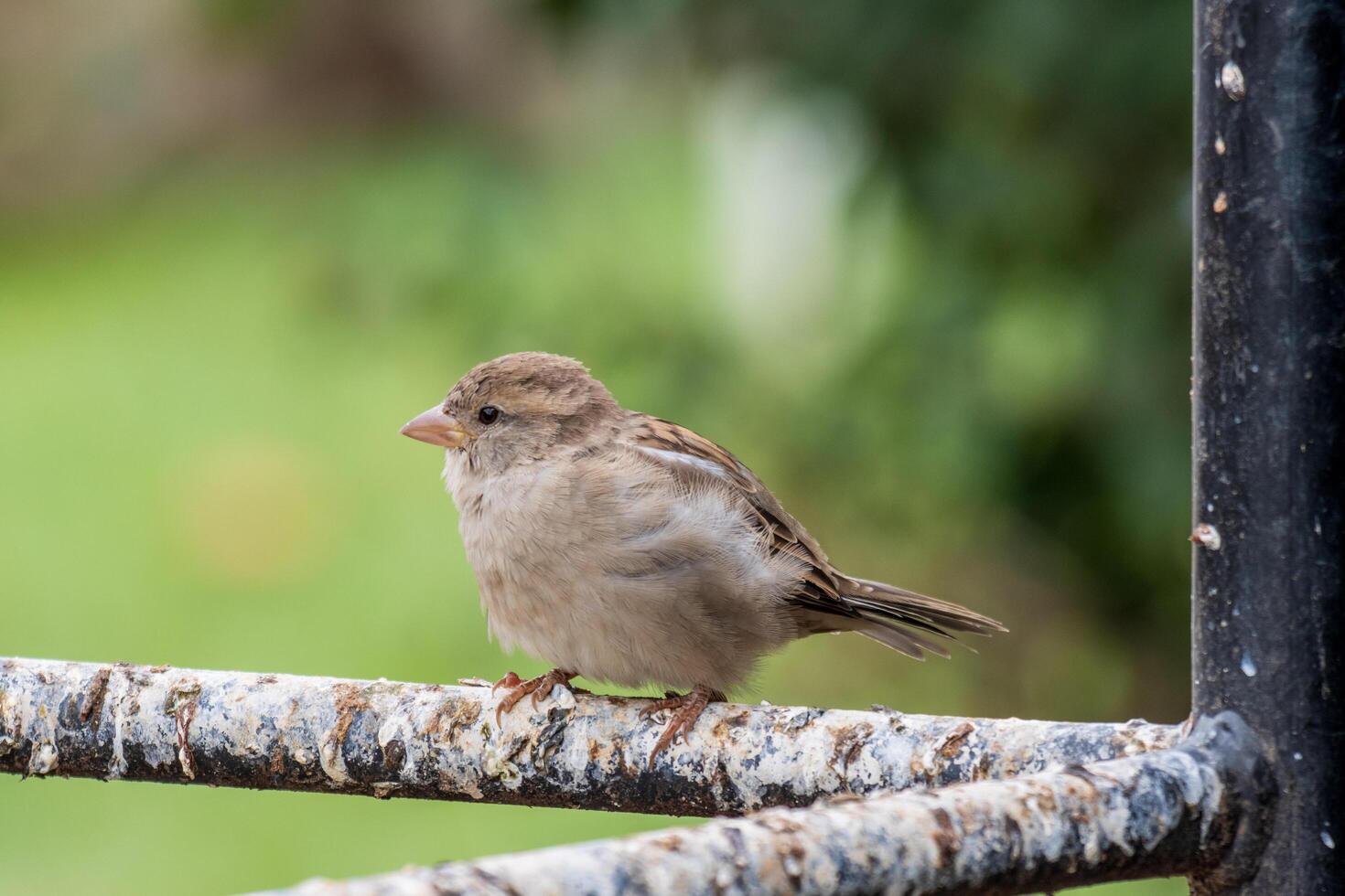 A small bird is sitting on a metal railing photo
