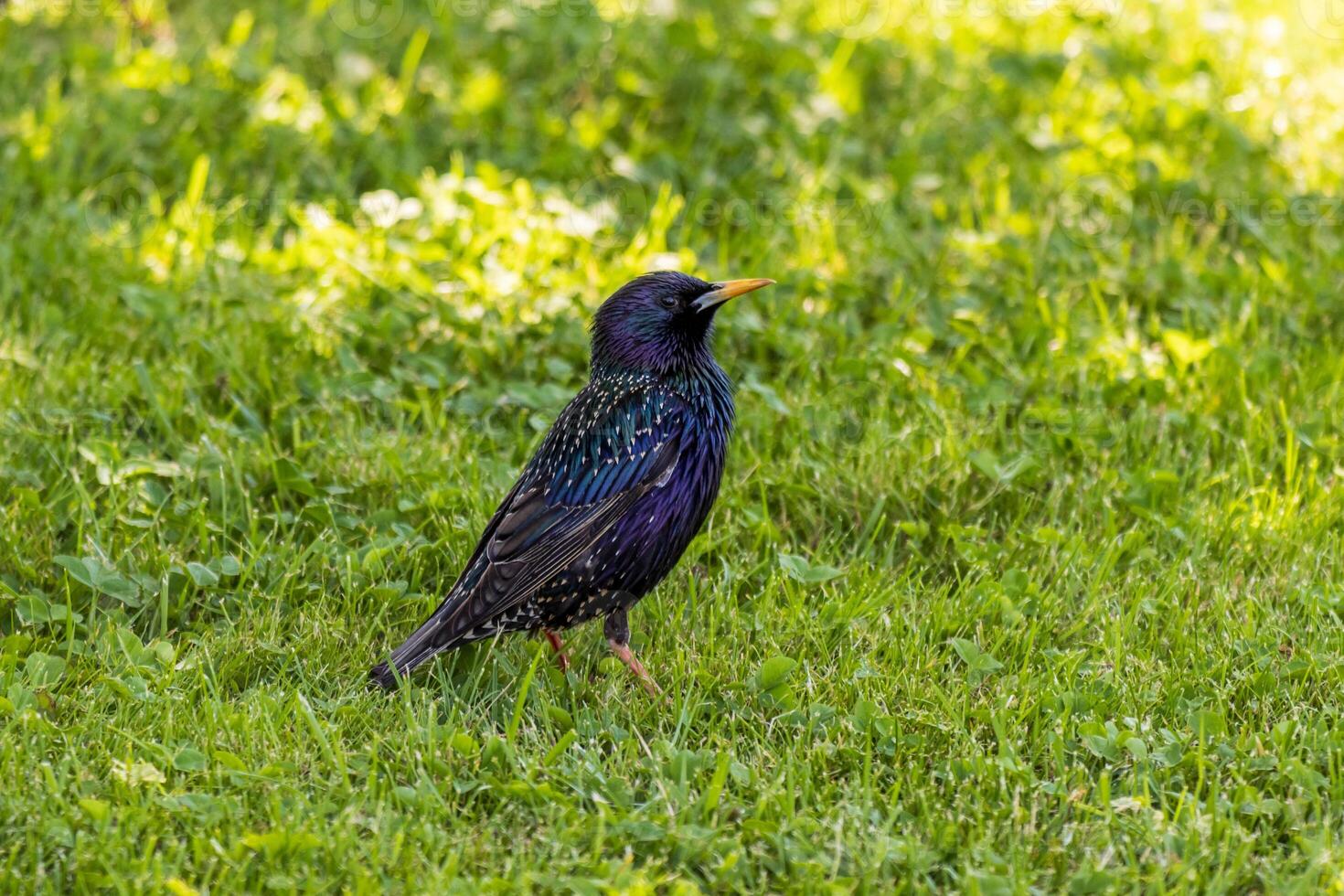 A bird is standing in the grass photo