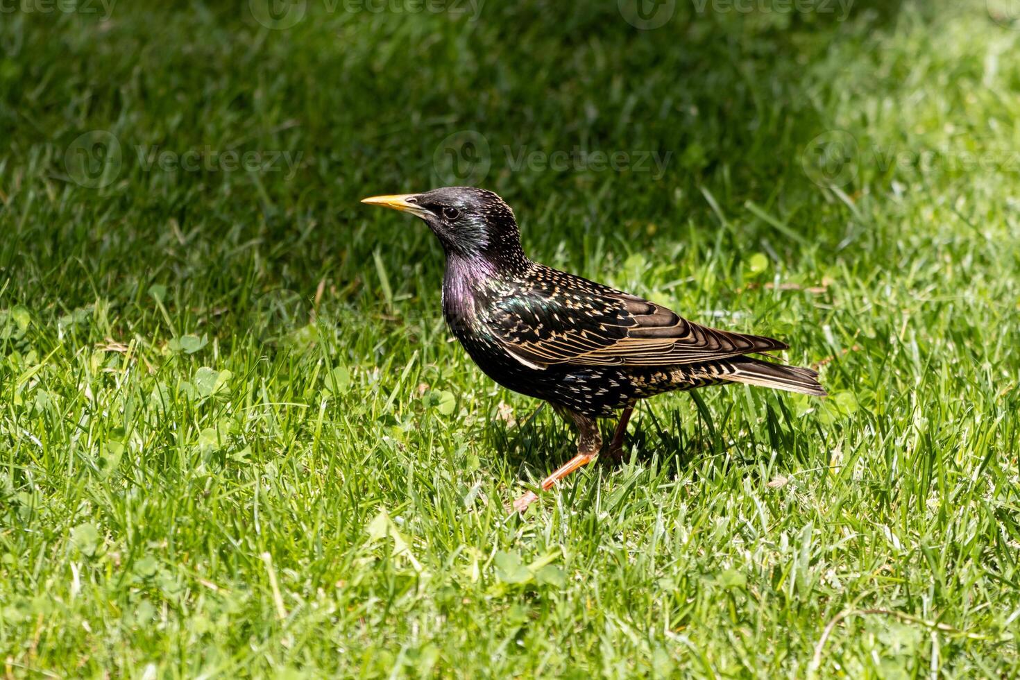 A bird standing in the grass photo