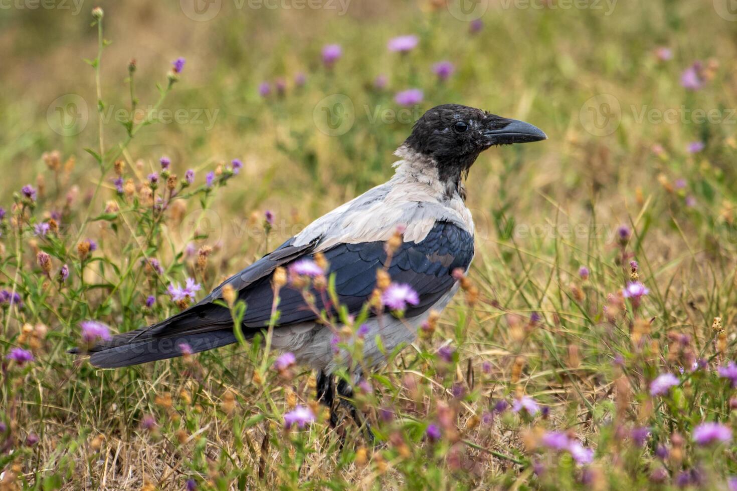 A crow is standing in a field of flowers photo