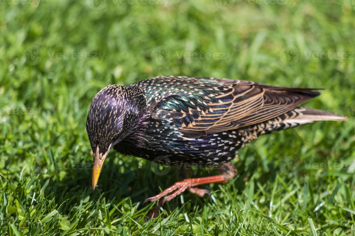 A bird with a black and yellow head and a red beak photo