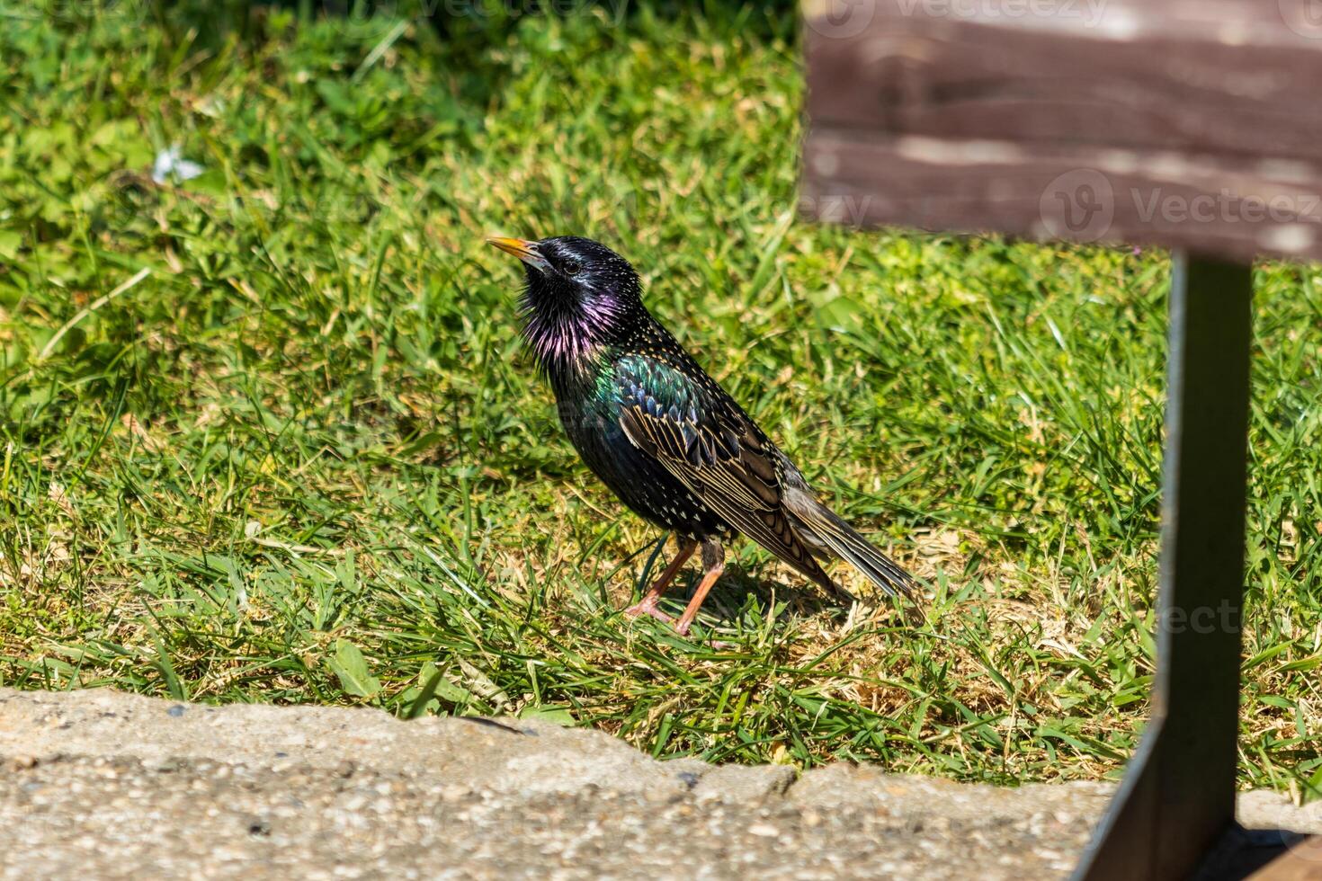 A bird standing on the grass near a bench photo