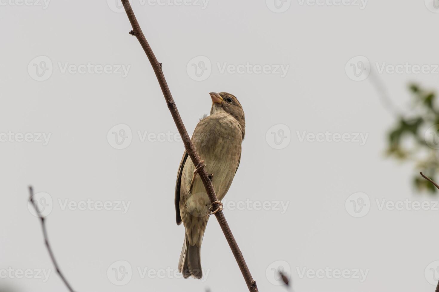 A small bird is perched on a branch photo