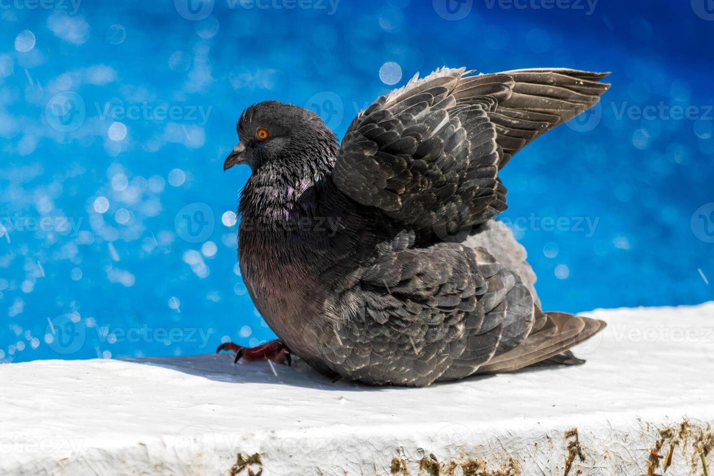 A pigeon is sitting on a ledge photo