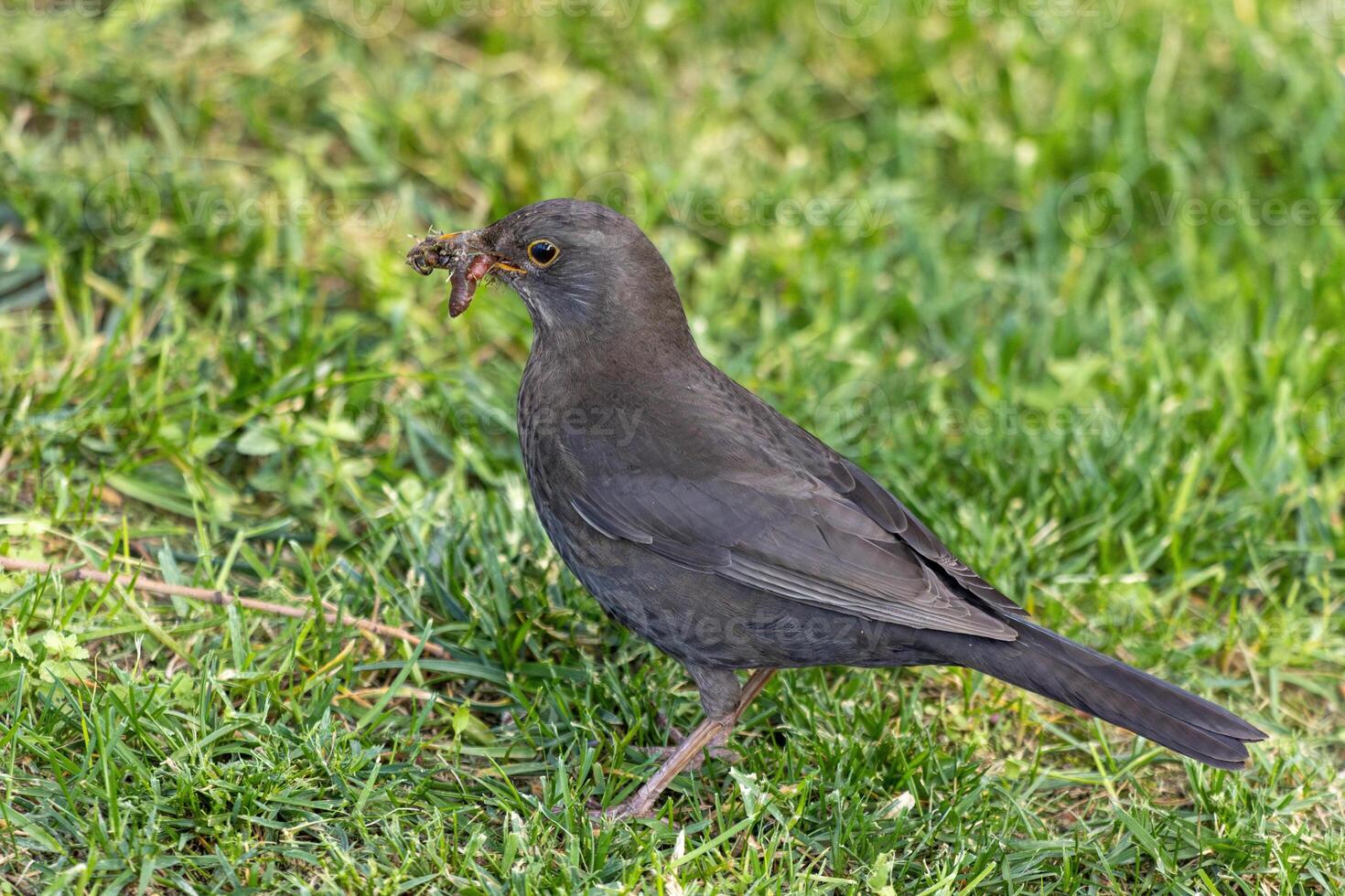 A black bird with a worm in its beak photo