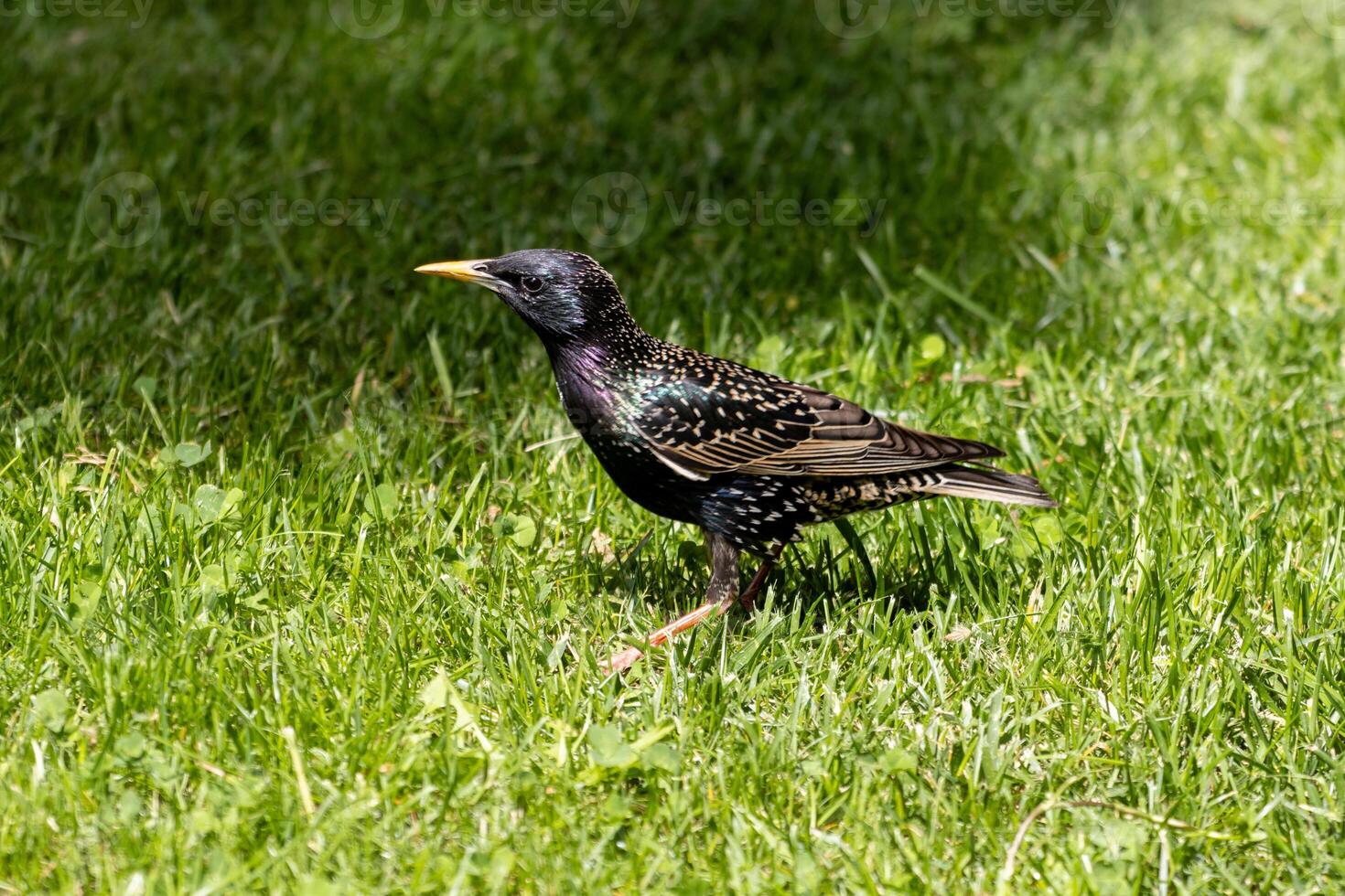 A bird is standing in the grass photo