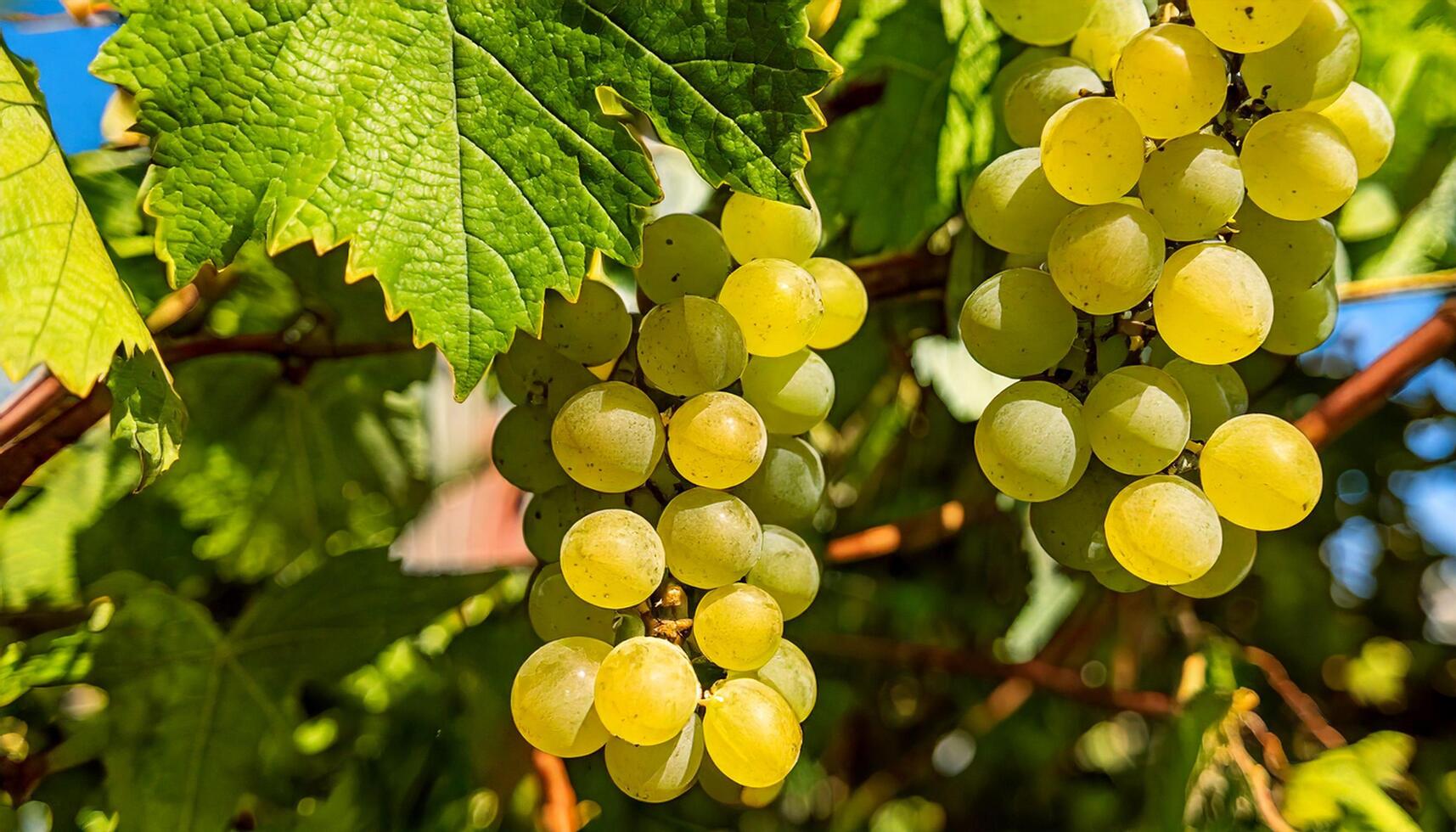 Close-up image of ripe bunche of white wine grapes on vine photo