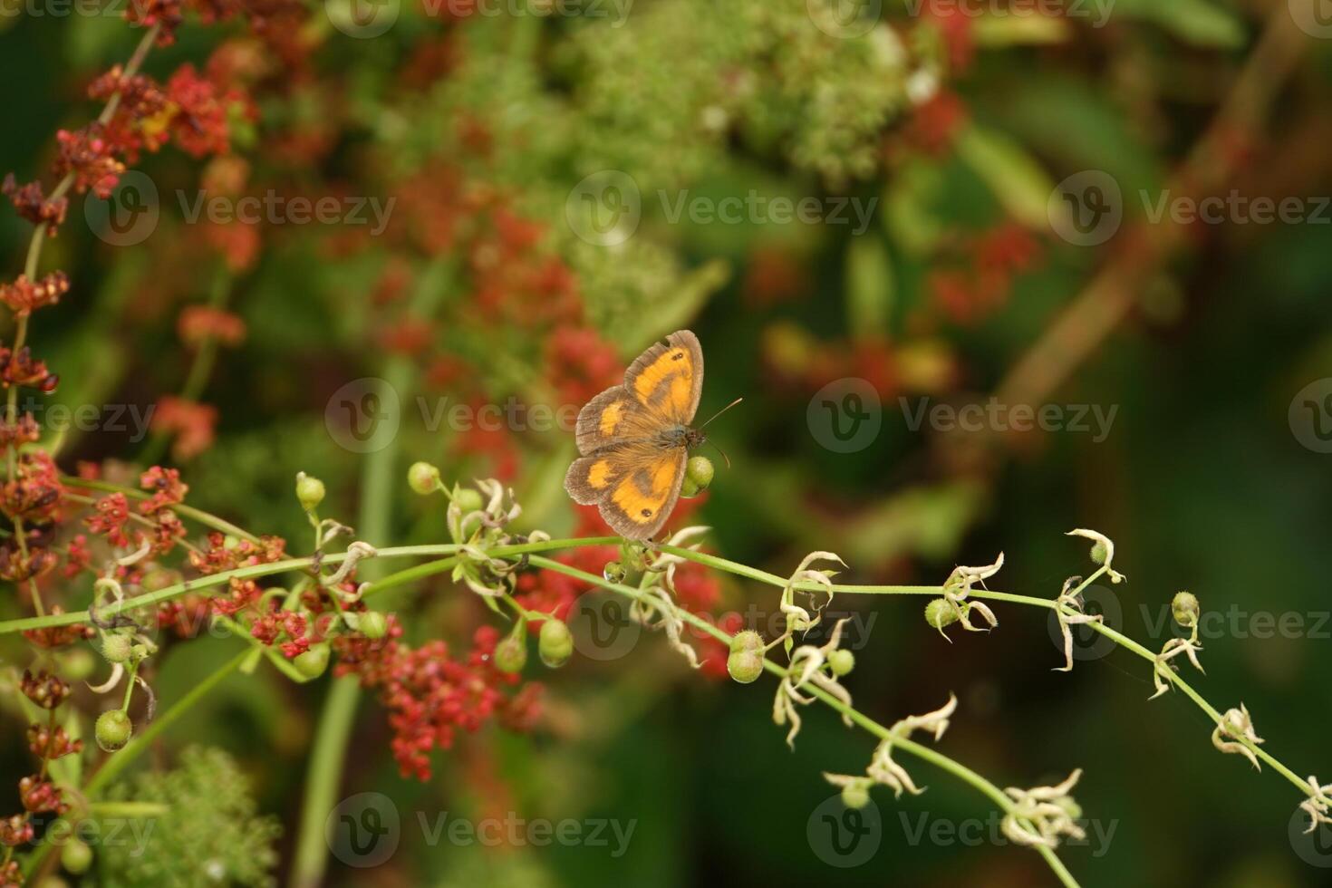 Gatekeeper Perching 2 photo