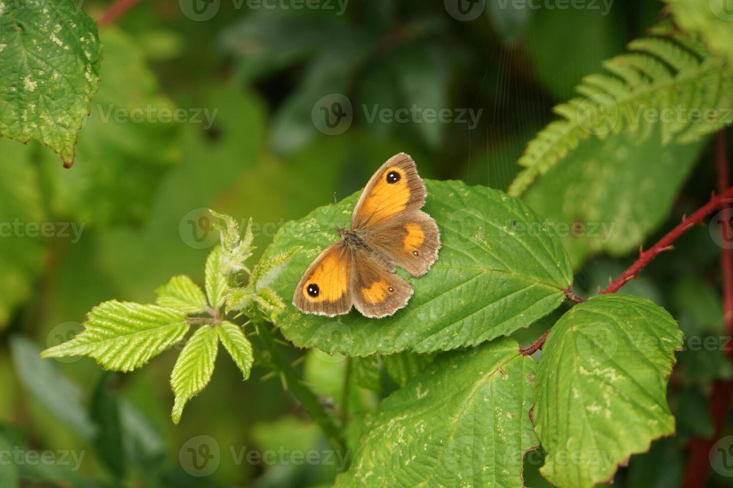 Gatekeeper Perching on a Leaf photo