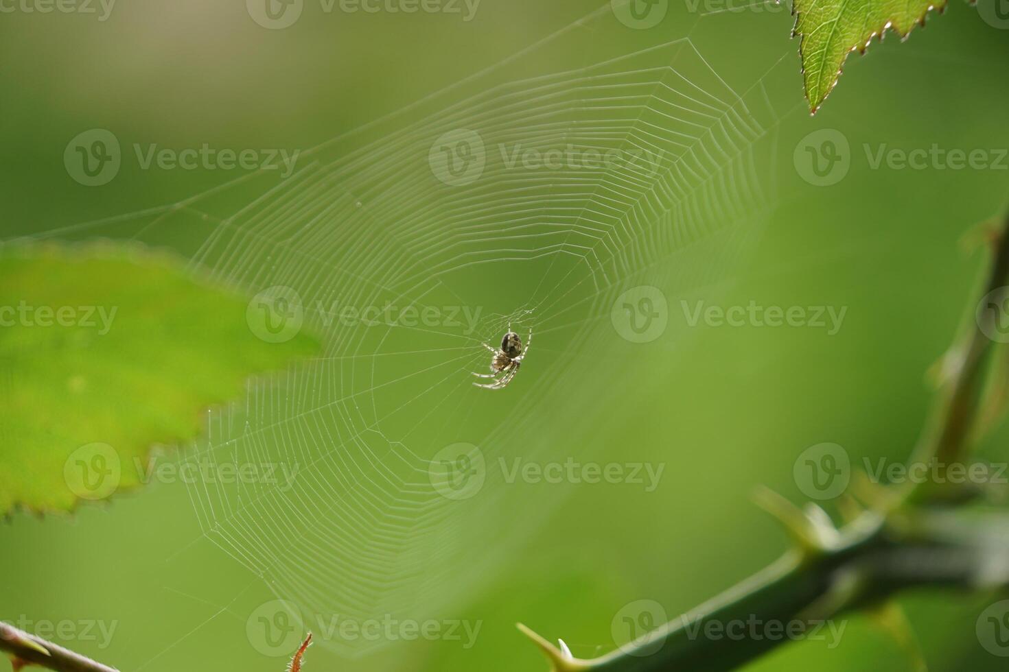 Garden Orb Weaver on a Web photo
