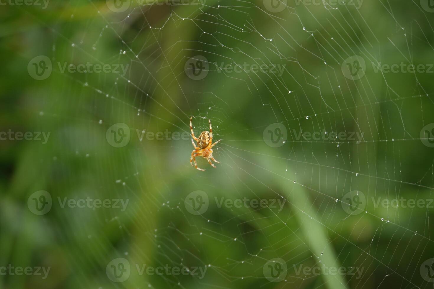 Garden Orb Weaver on a Web 2 photo
