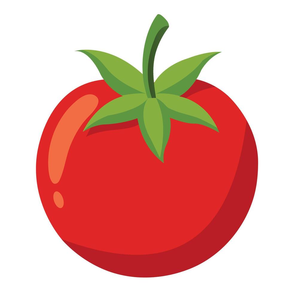 Illustration of a Tomato Fruit isolated on white vector