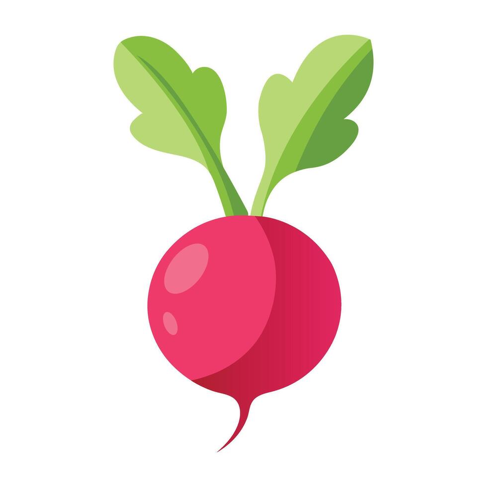 Illustration of radish isolated on white vector