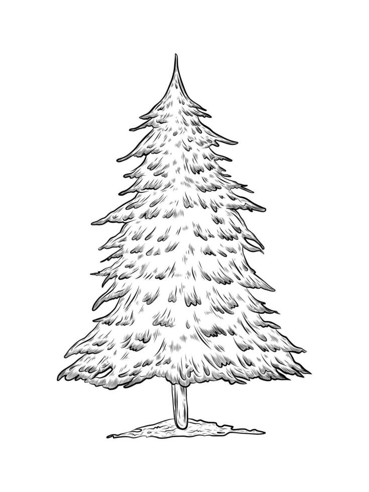 Christmas tree isolated on white background. Hand drawn illustration sketch. Christmas and New Year design. Wild forest tree. black and white graphics, realistic style. vector