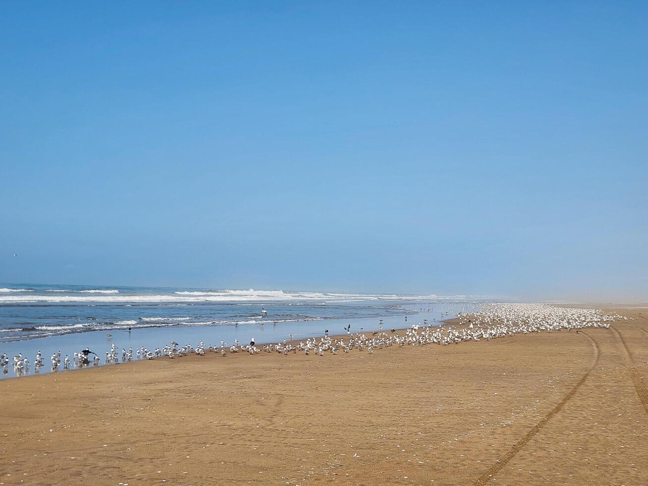 A beach with birds on it and a blue sky photo