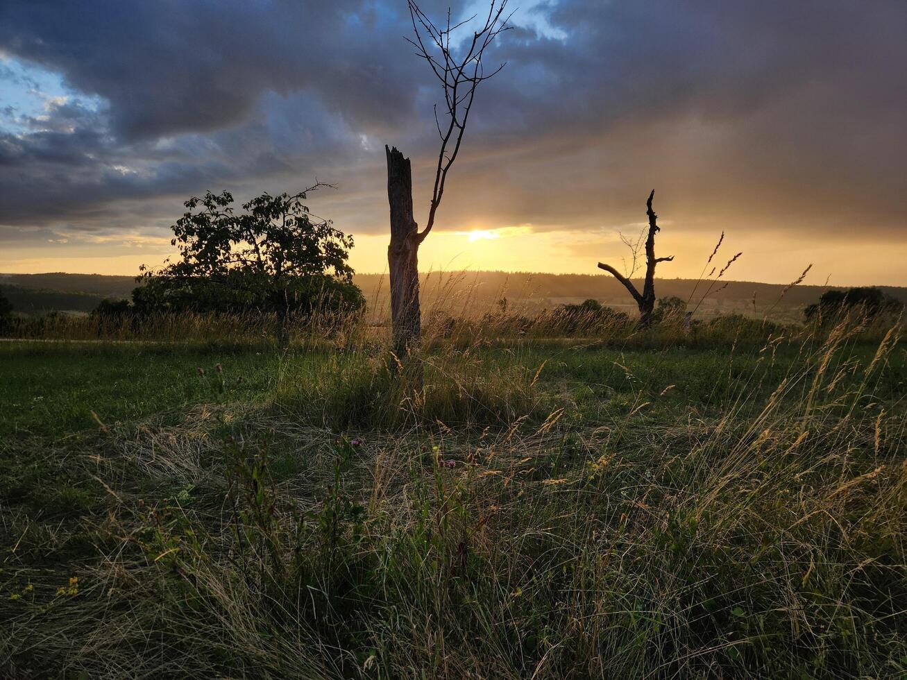 A field with tall grass photo