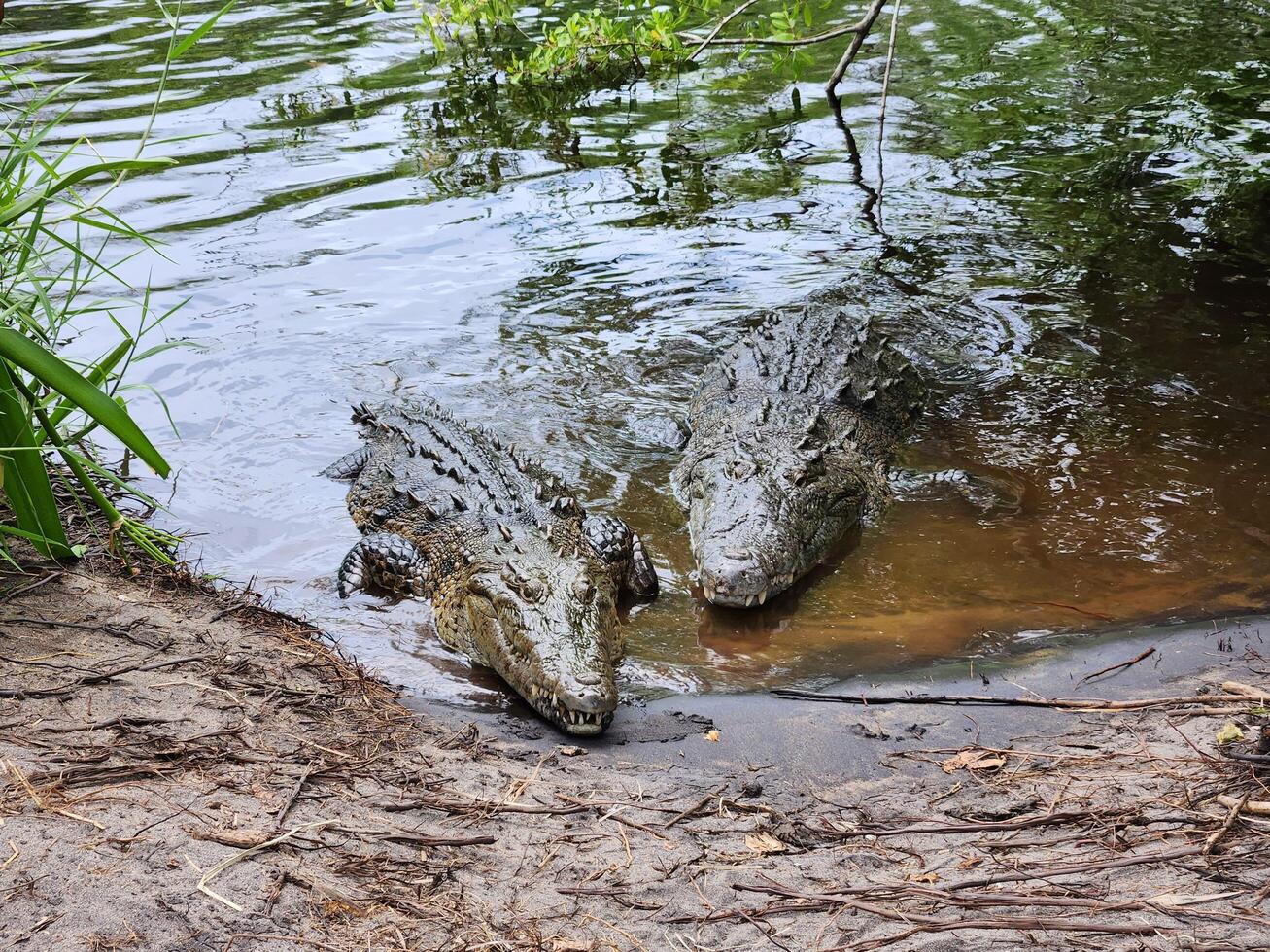 Two crocodiles are swimming in the water photo
