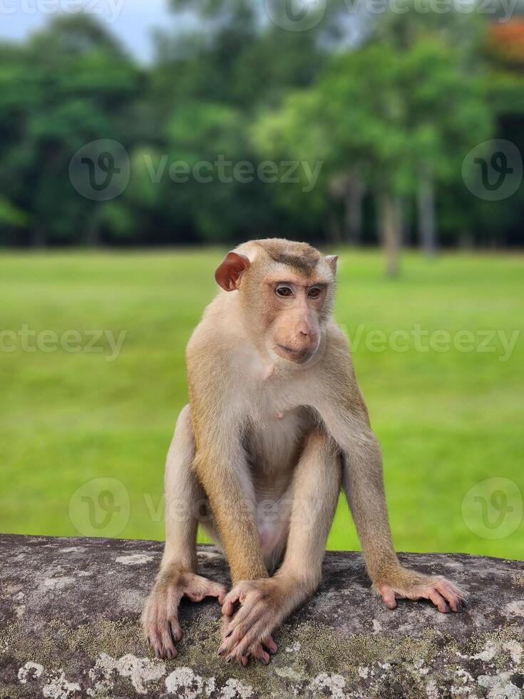 A monkey sitting on a rock in the grass photo