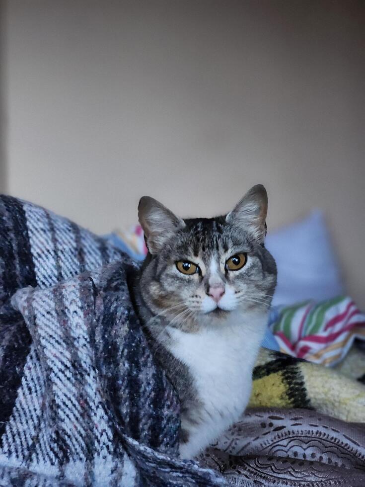 A cat is laying on a blanket photo