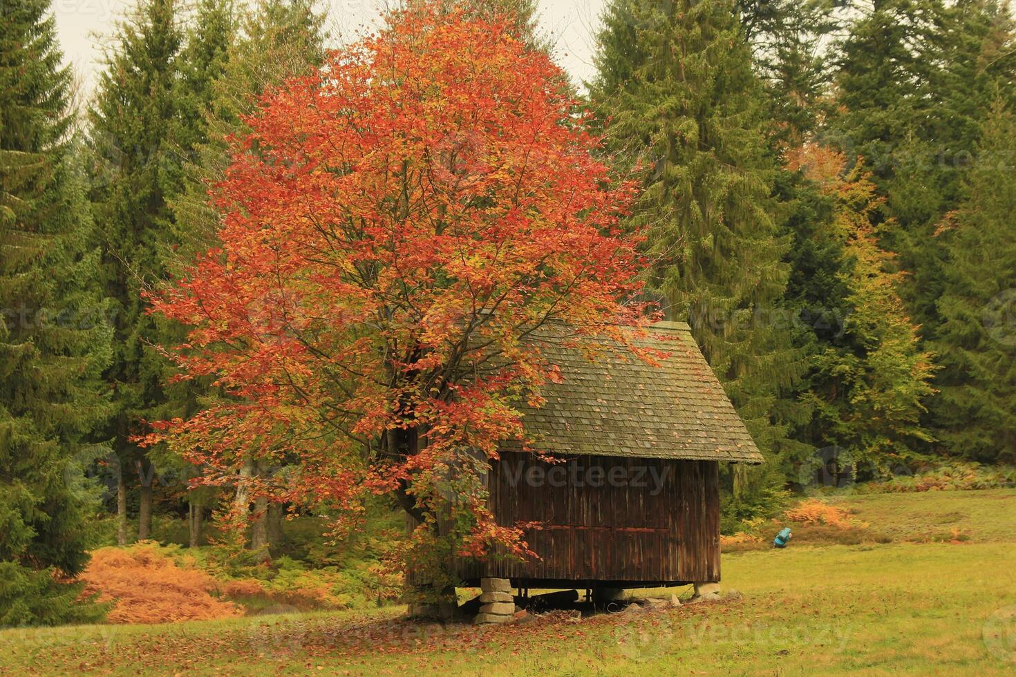 A tree with red leaves photo